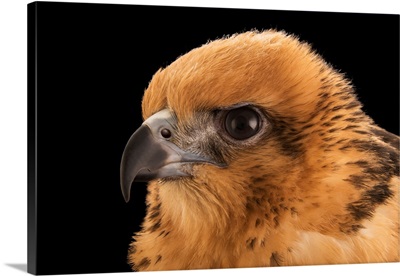 A Female Hawaiian Hawk At Sia, The Comanche Nation Ethno-Ornithological Initiative