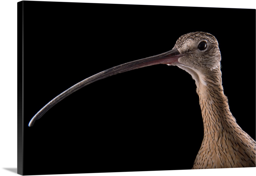 A female long-billed curlew, Numenius americanus, at the Tracy Aviary.