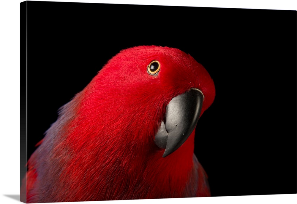 A female Northern eclectus parrot, Eclectus roratus vosmaeri, at the Palm Beach Zoo. It is unusual in the parrot family fo...