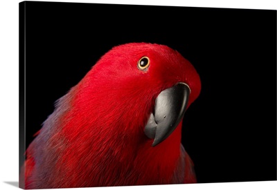A female Northern eclectus parrot, Eclectus roratus vosmaeri, at the Palm Beach Zoo