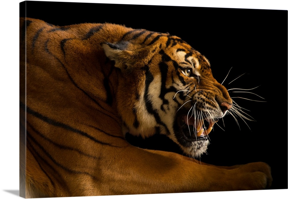 Panthera tigris amoyensis, Suzhou, Jiangsu, China.