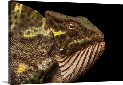 A Female Usambara Three Horned Chameleon