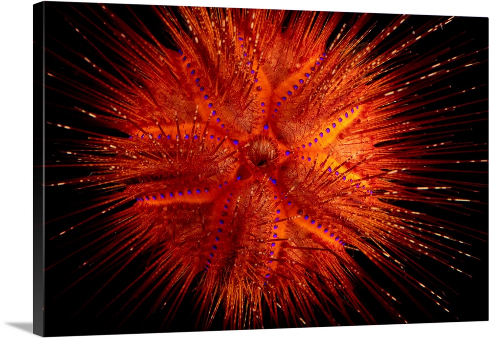 A fire sea urchin (Astropyga radiata) at the National Aquarium in Abu Dhabi.