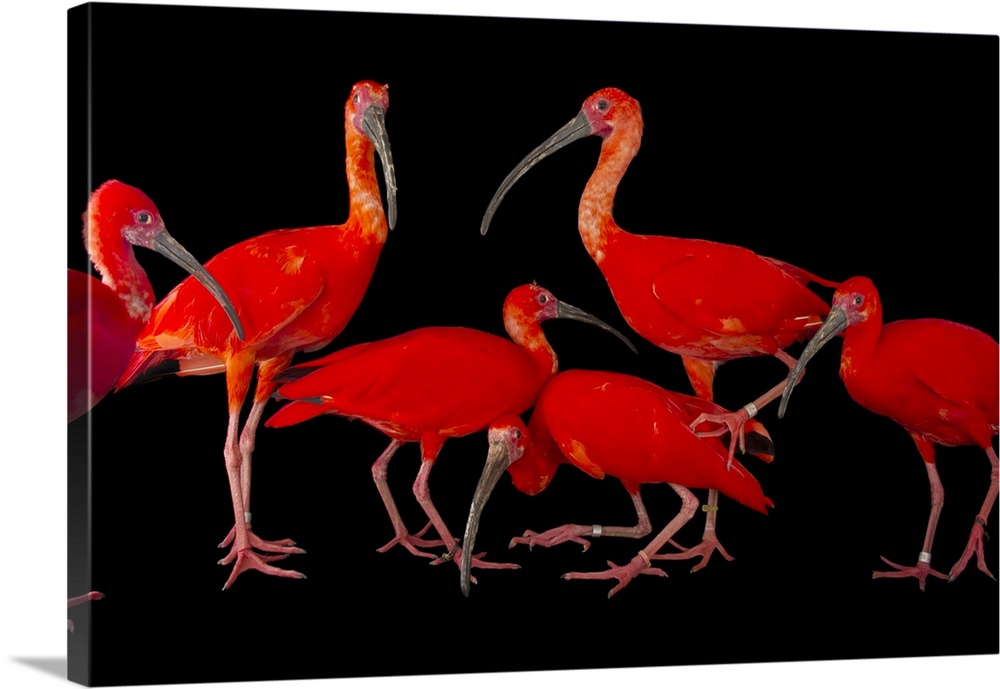 A flock of scarlet ibis (Eudocimus ruber) at the Caldwell Zoo in Tyler, Texas.