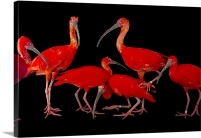 A Flock Of Scarlet Ibis At The Caldwell Zoo In Tyler, Texas