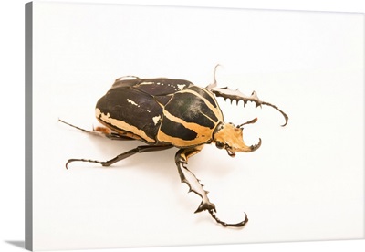 A Flower Beetle, Mecynorhina Torquata Ugandensis, At The Houston Zoo