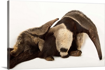 A giant anteater, Myrmecophaga tridactyla, with her pup