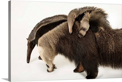A giant anteater, Myrmecophaga tridactyla, with her pup