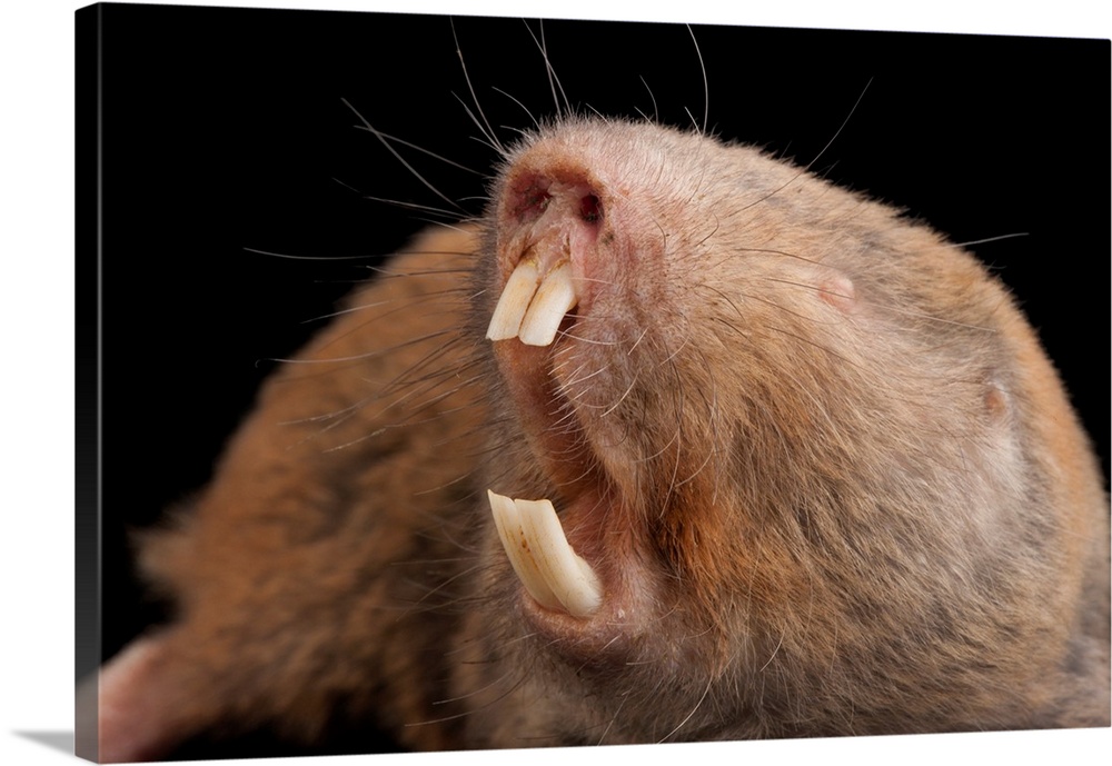 A giant mole rat, Cryptomys mechowi, at the Houston Zoo.