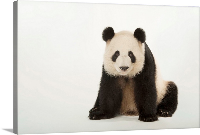 A giant panda, Ailuropoda melanoleuca, at Zoo Atlanta | Great Big Canvas