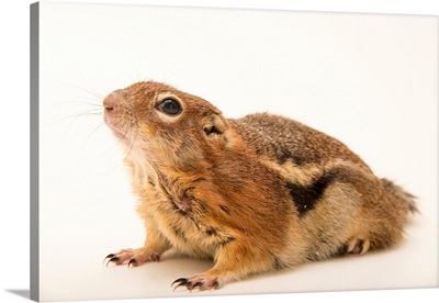 A golden mantled ground squirrel, Callospermophilus lateralis, from a private collection