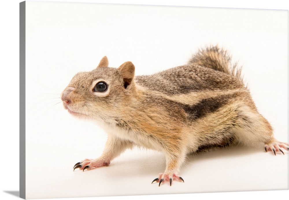 A golden mantled ground squirrel, Callospermophilus lateralis.