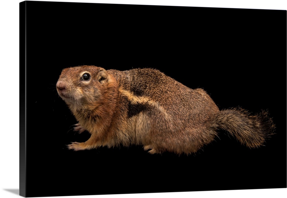 A golden mantled ground squirrel, Callospermophilus lateralis.
