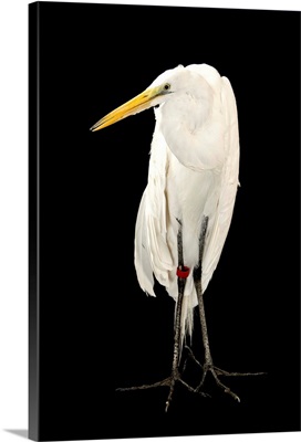 A great egret, Ardea alba