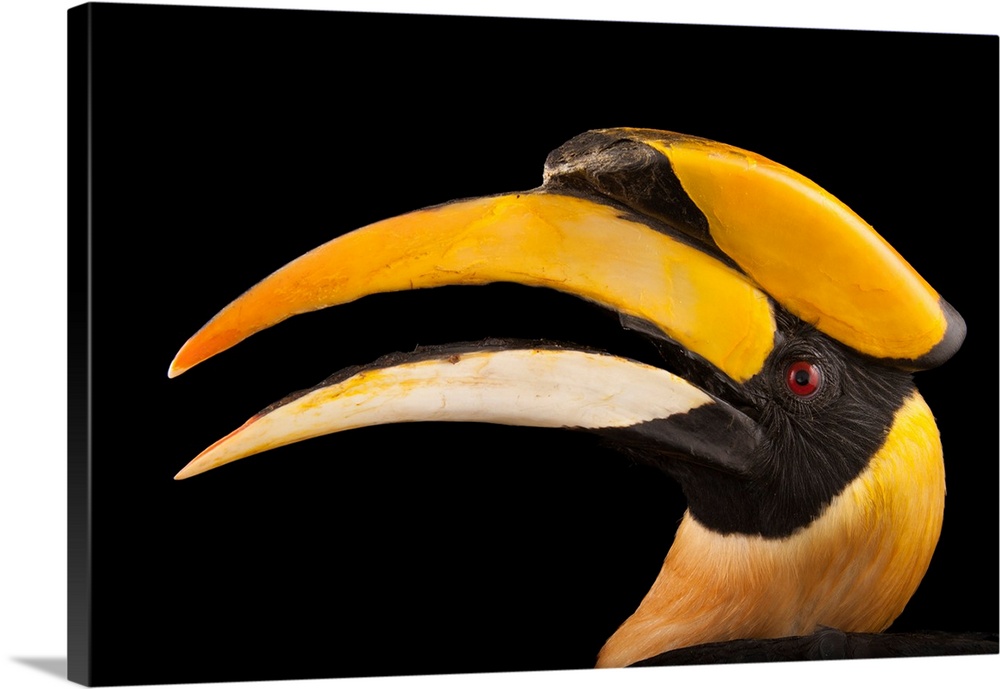 A great hornbill, Buceros bicornis, at the Houston Zoo.