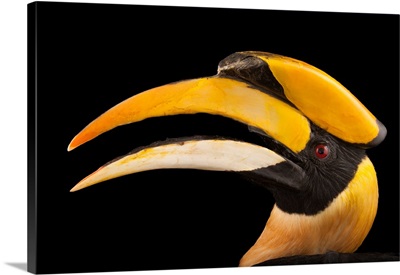 A great hornbill, Buceros bicornis, at the Houston Zoo