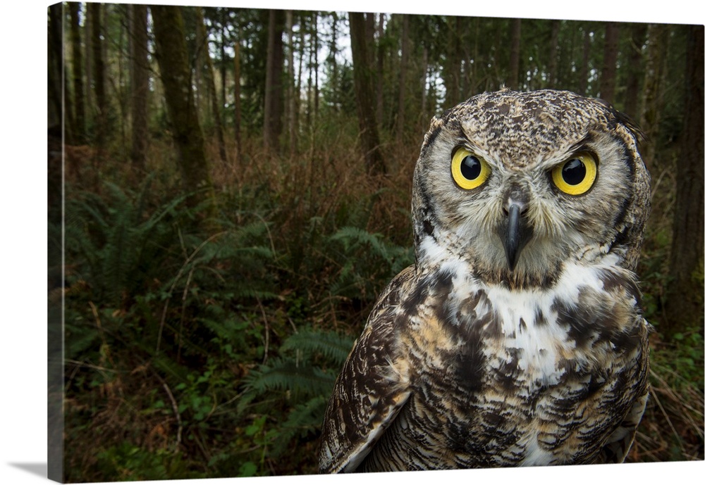 A great horned owl at Northwest Trek Wildlife Park in Eatonville, Washington.