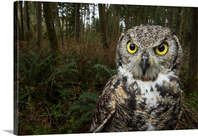 A great horned owl at Northwest Trek Wildlife Park in Eatonville, Washington