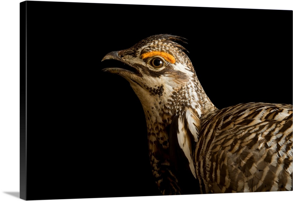 A Greater Prairie Chicken (Tympanuchus cupido.)
