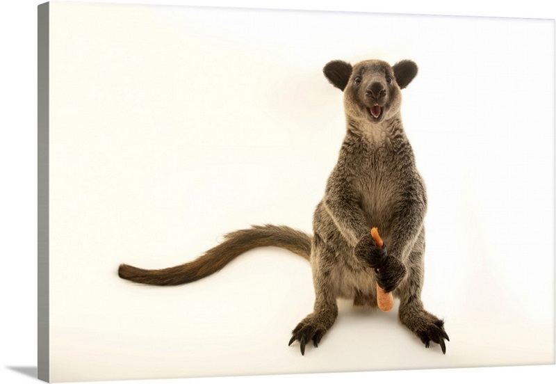 A Grizzled TreeKangaroo, Jakarta, Indonesia Wall Art, Canvas Prints, Framed Prints, Wall Peels