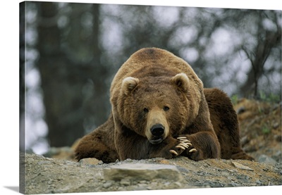 A grizzly bear at rest on the edge of the Larson Bay dump