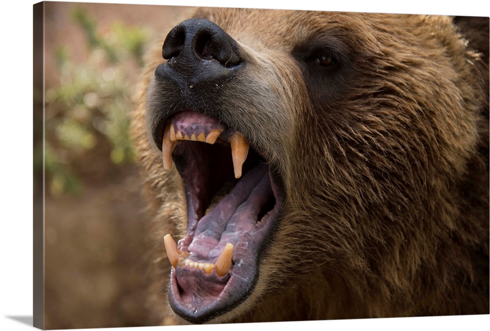 A grizzly bear snarling at the Cheyenne Mountain Zoo.