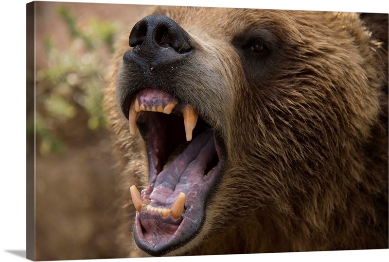 Featured Animals - Grizzly Bear - CMZoo