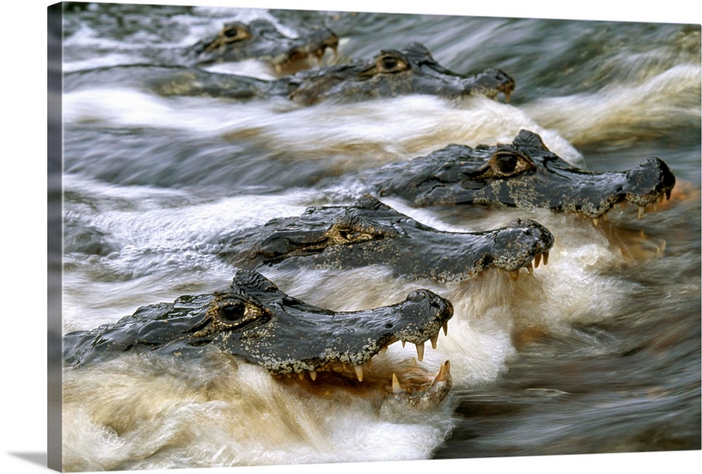 A group of caimans wait for fish, Pantanal, Brazil
