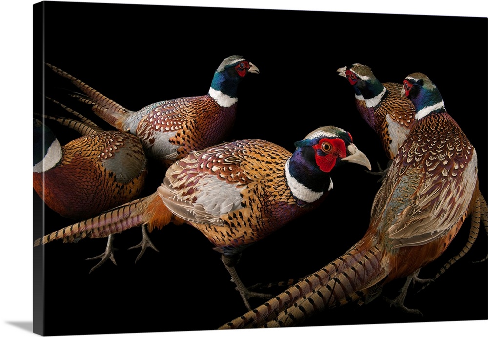 A group of male common pheasants, Phasianus colchicus.