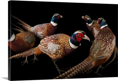 A group of male common pheasants, Phasianus colchicus
