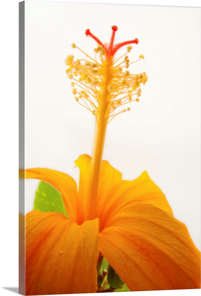 A Hawaiian orange hibiscus, Hibiscus kokio saintjohnianus.