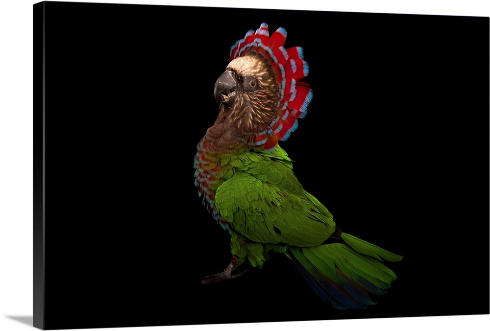 A hawk-headed parrot, Deroptyus accipitrinus.