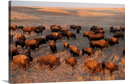 A herd of bison roam on a ranch