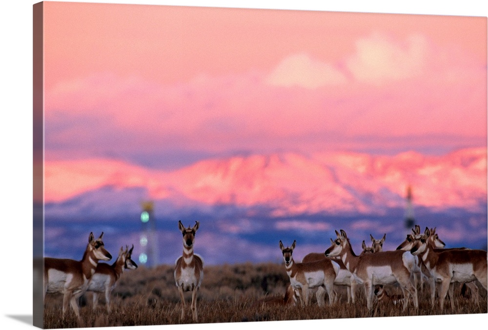 A herd of pronghorns graze near gas drilling rigs sunset, Pinedale, Wyoming