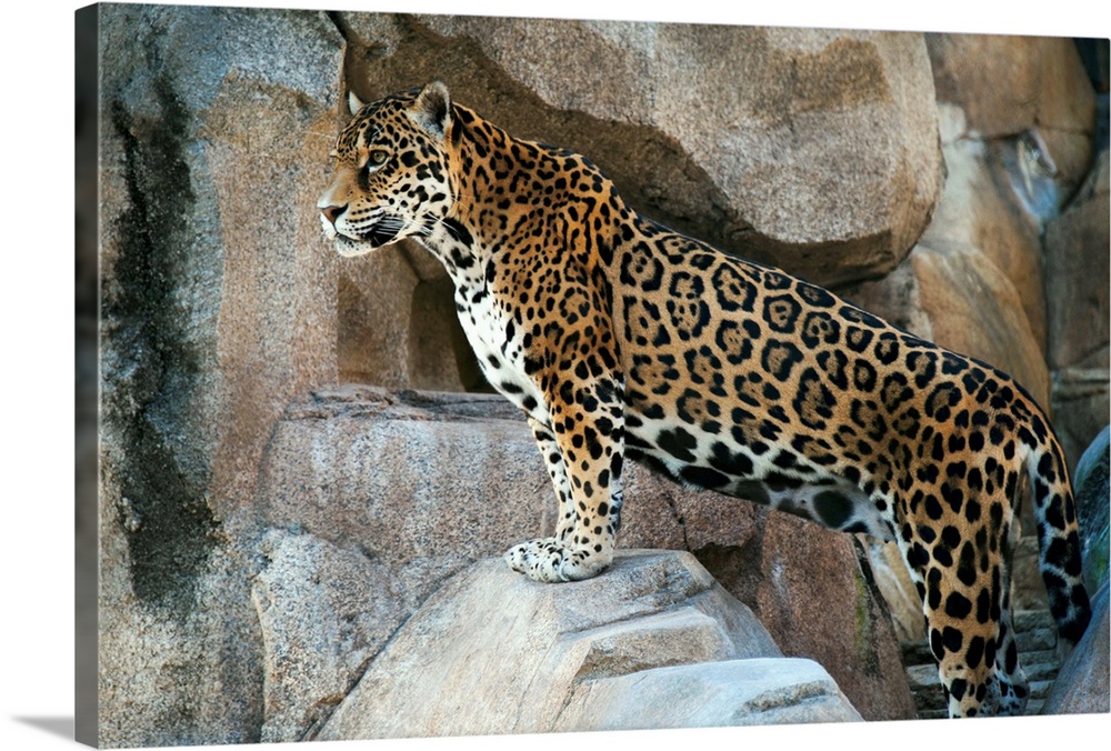 A jaguar, Panthera onca, on exhibit.
