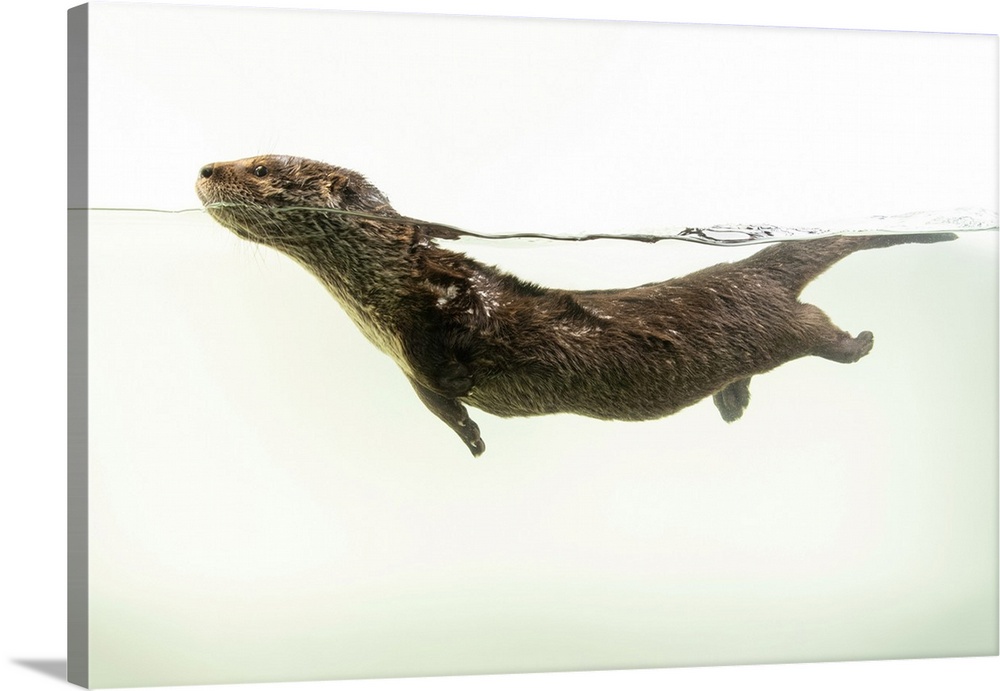 A juvenile North American river otter (Lontra canadensis ssp.) at Nebraska Wildlife Rehab in Omaha, Nebraska.