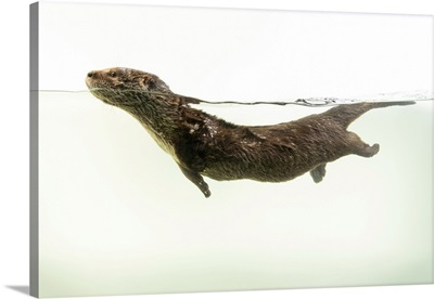 A Juvenile North American River Otter, Nebraska Wildlife Rehab In Omaha