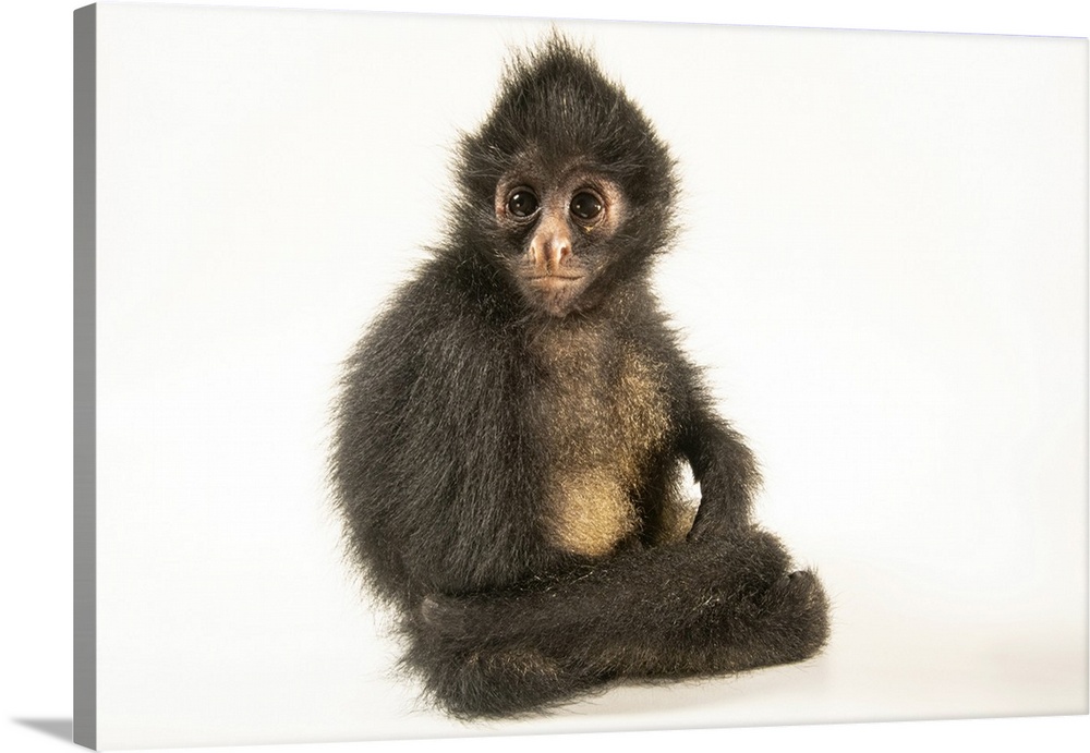 A juvenile Peruvian spider monkey (Ateles chamek) at Rainforest Awareness Rescue Education Center in Iquitos, Peru. This s...