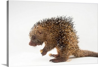 A juvenile prehensile tailed porcupine