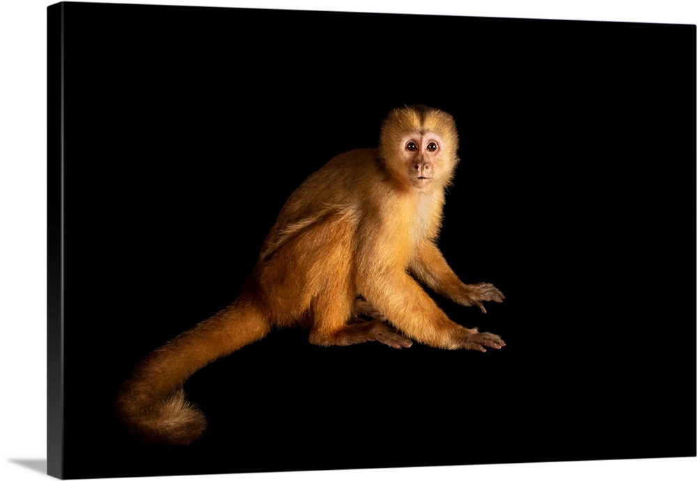 A juvenile Spix's white-fronted capuchin (Cebus unicolor) at the Pilpintuwasi Butterfly Farm and Amazon Animal Orphanage.