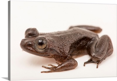 A juvenile Togo slippery frog, Conraua derooi, at a private collection
