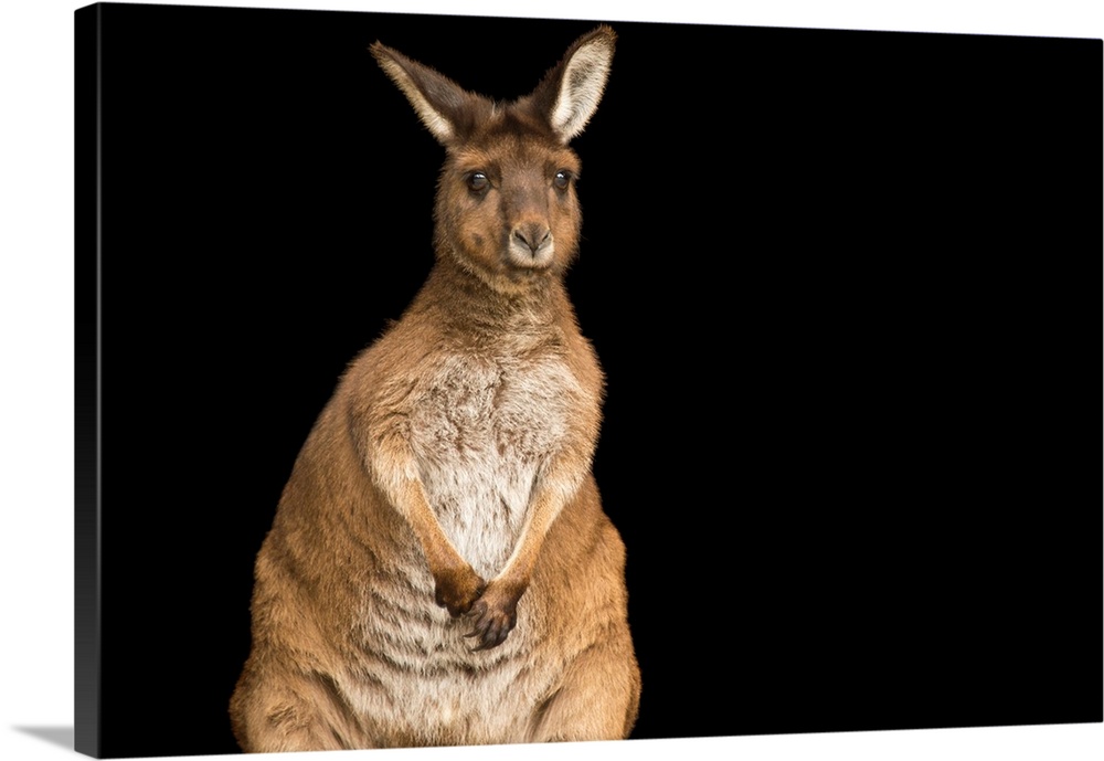 A Kangaroo Island kangaroo, Macropus fuliginosus, at Healesville Sanctuary.