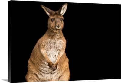 A Kangaroo Island kangaroo, Macropus fuliginosus, at Healesville Sanctuary