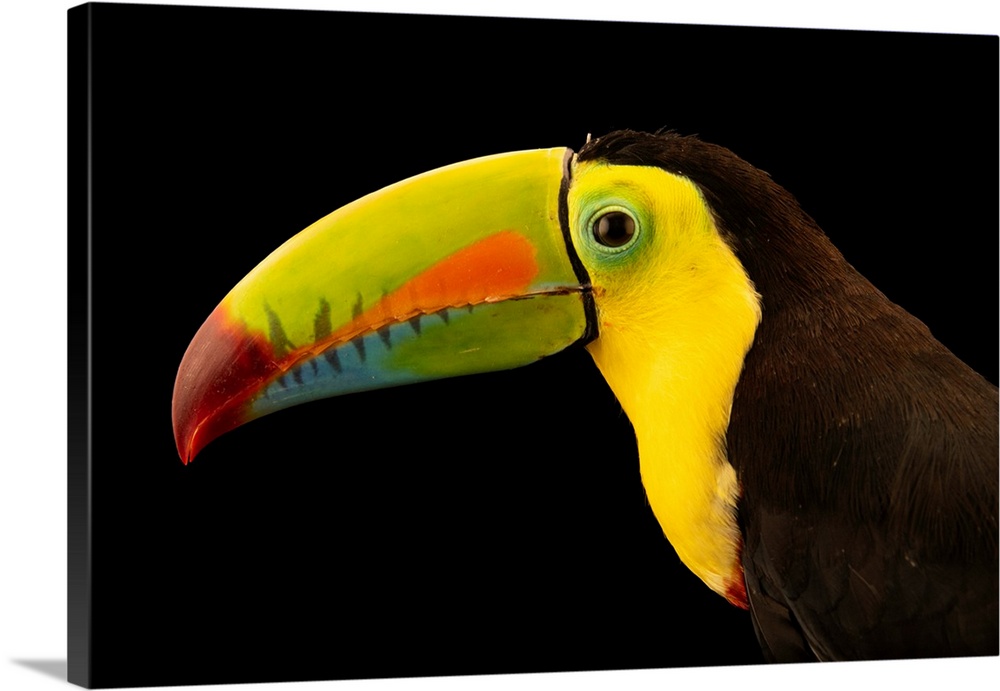 A keel-billed toucan (Ramphastos sulfuratus brevicarinatus) at the Toucan Rescue Ranch in Costa Rica.