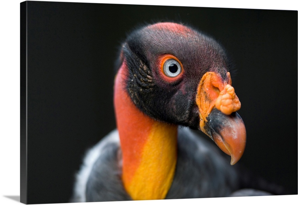 A King Vulture at the Sedgwick County Zoo.