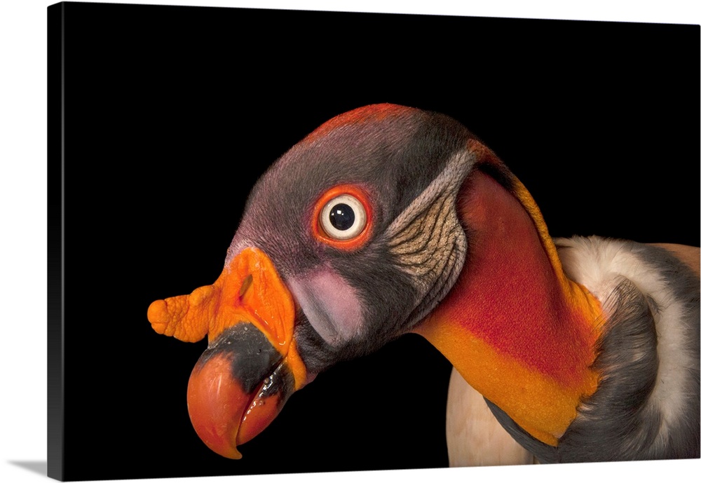 A king vulture, Sarcoramphus papa, from the Gladys Porter Zoo in Brownsville, Texas.