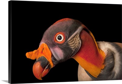 A king vulture, Sarcoramphus papa, from the Gladys Porter Zoo