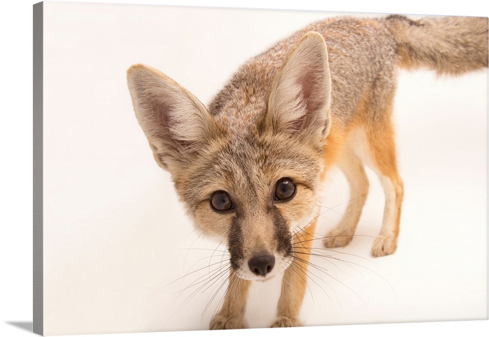 A kit fox, at The Living Desert in Palm Desert, California