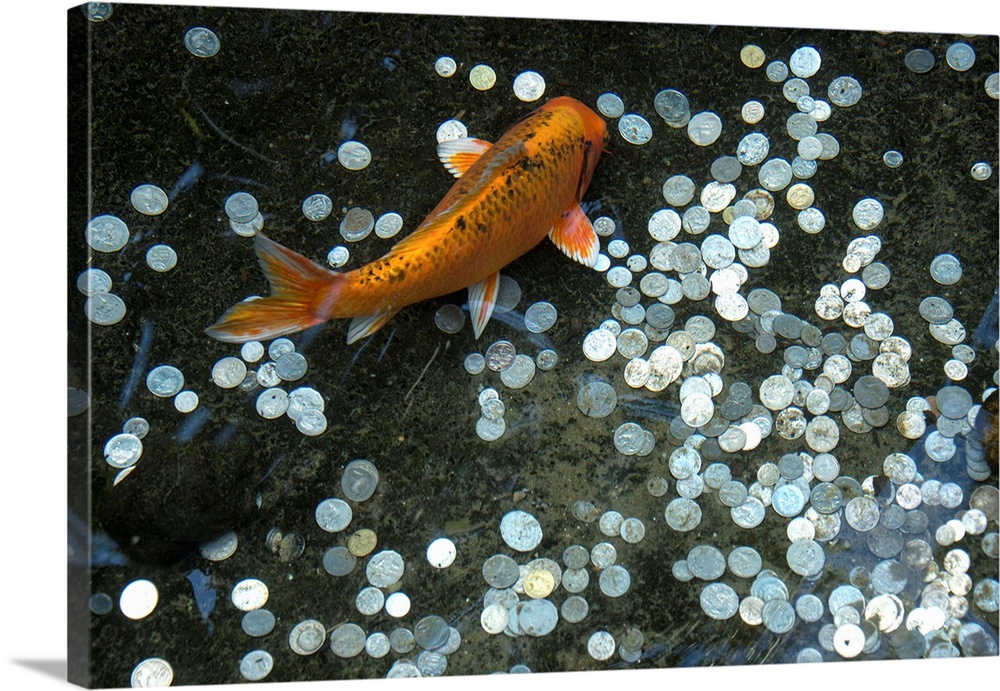 Koi with coins in a display at the Taronga Zoo.