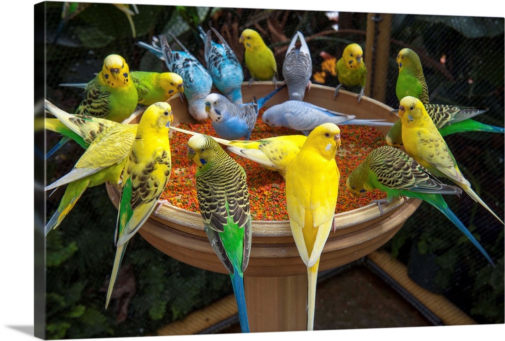A large group of parakeets gather at a bird feeder at the New Orleans Aquarium.